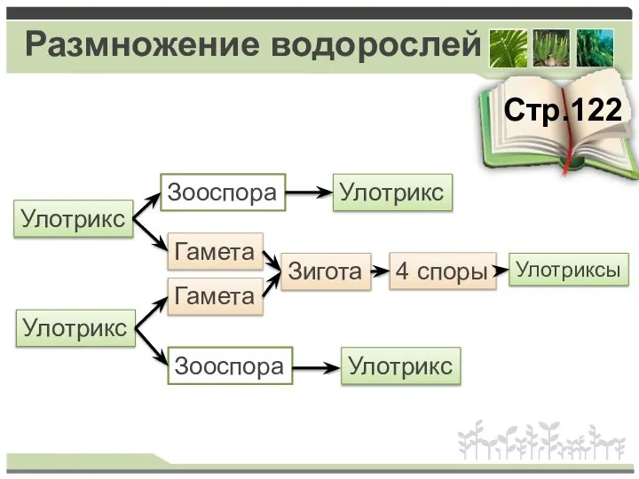 Размножение водорослей Стр.122