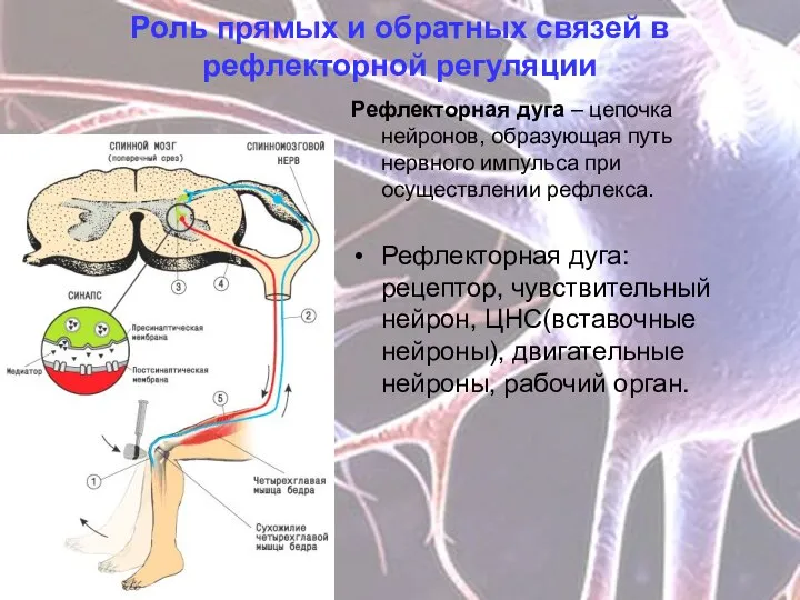 Роль прямых и обратных связей в рефлекторной регуляции Рефлекторная дуга – цепочка