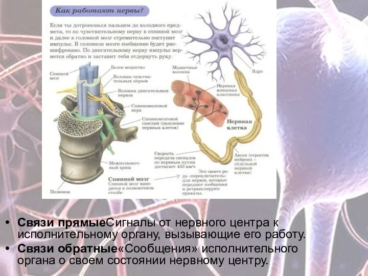 Связи прямыеСигналы от нервного центра к исполнительному органу, вызывающие его работу. Связи