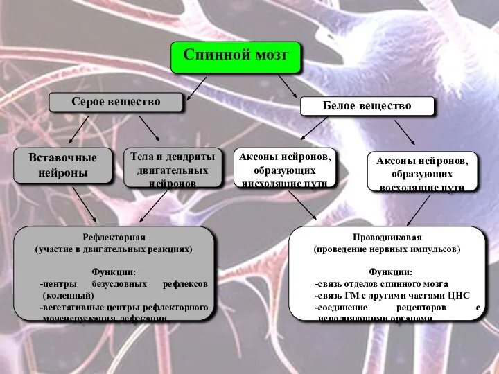 Спинной мозг Серое вещество Белое вещество Вставочные нейроны Тела и дендриты двигательных