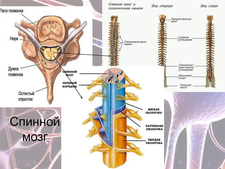 Спинной мозг
