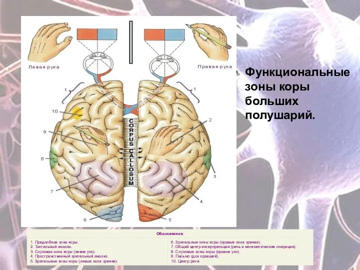 Функциональные зоны коры больших полушарий.