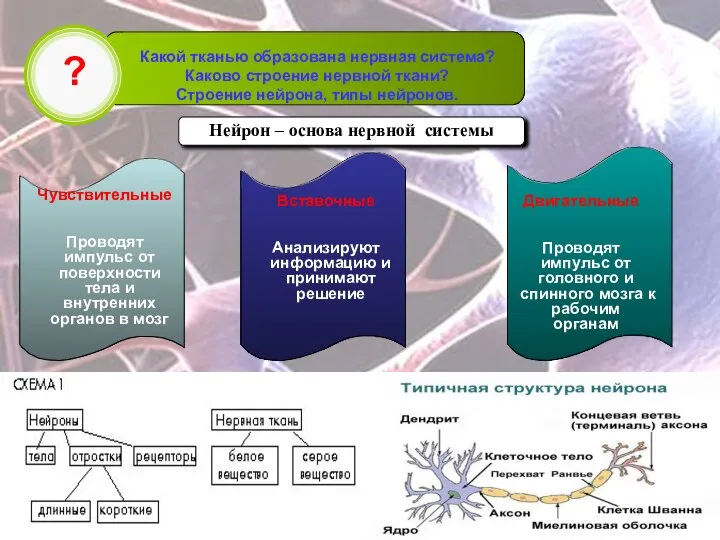 ? Какой тканью образована нервная система? Каково строение нервной ткани? Строение нейрона,