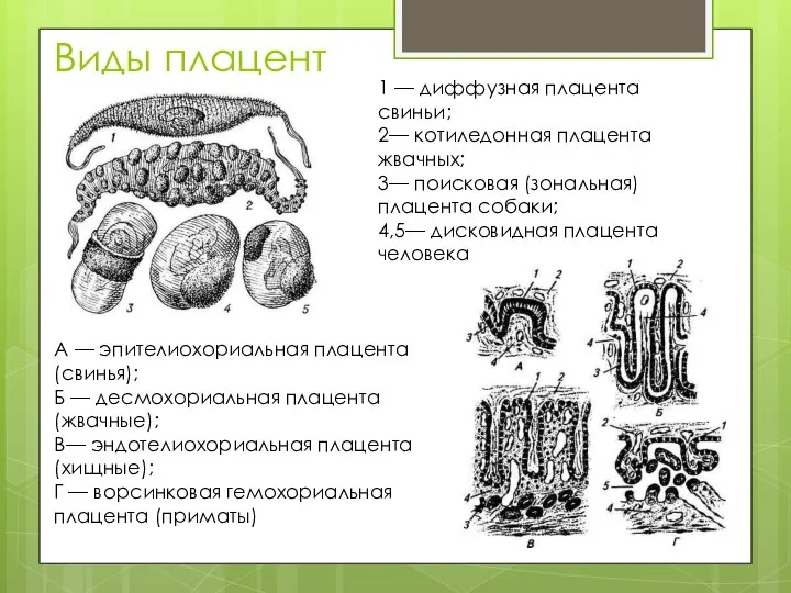 Виды плацент 1 — диффузная плацента свиньи; 2— котиледонная плацента жвачных; 3—
