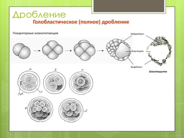 Дробление