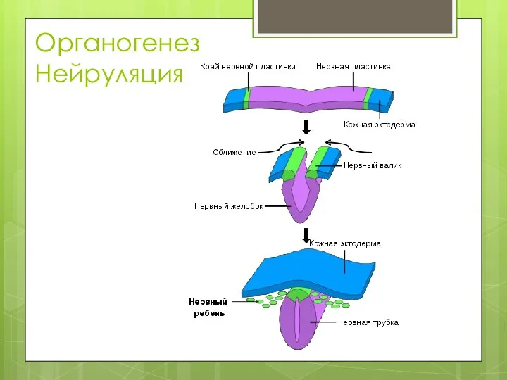 Органогенез Нейруляция