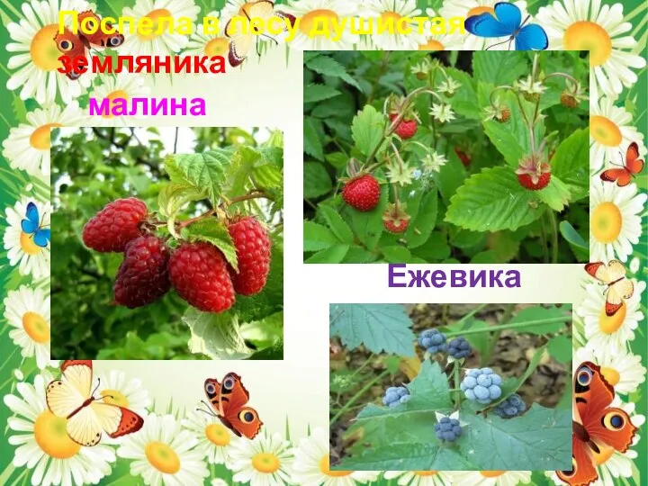 Поспела в лесу душистая земляника малина Ежевика