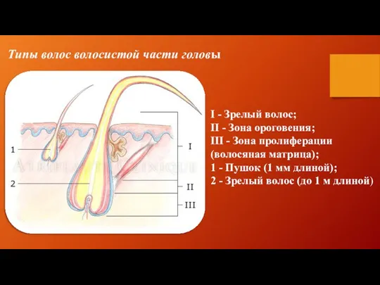 I - Зрелый волос; II - Зона ороговения; III - Зона пролиферации