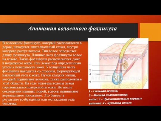 Анатомия волосяного фолликула В волосяном фолликуле, который располагается в дерме, находится эпителиальный