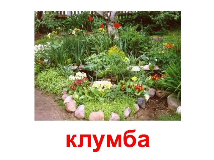 клумба