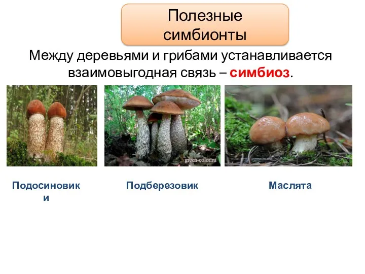 Между деревьями и грибами устанавливается взаимовыгодная связь – симбиоз. Полезные симбионты Подосиновики Подберезовик Маслята