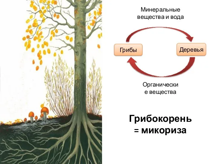 Грибокорень = микориза Грибы Деревья Минеральные вещества и вода Органические вещества