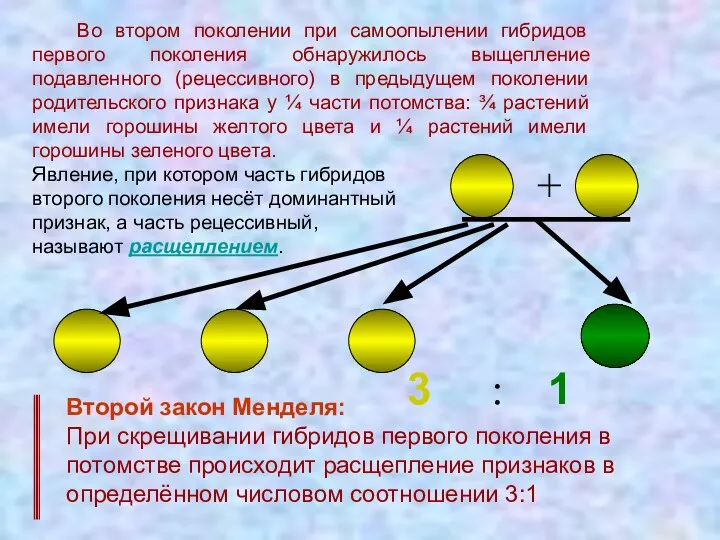 Второй закон Менделя: При скрещивании гибридов первого поколения в потомстве происходит расщепление