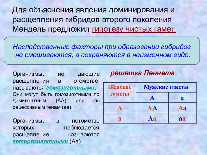 Для объяснения явления доминирования и расщепления гибридов второго поколения Мендель предложил гипотезу