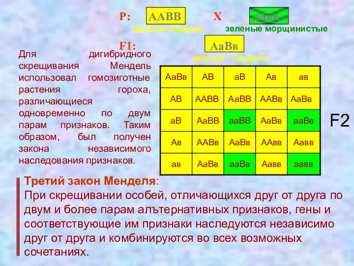 Для дигибридного скрещивания Мендель использовал гомозиготные растения гороха, различающиеся одновременно по двум