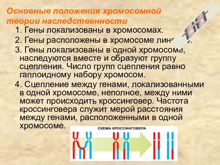 1. Гены локализованы в хромосомах. 2. Гены расположены в хромосоме линейно. 3.