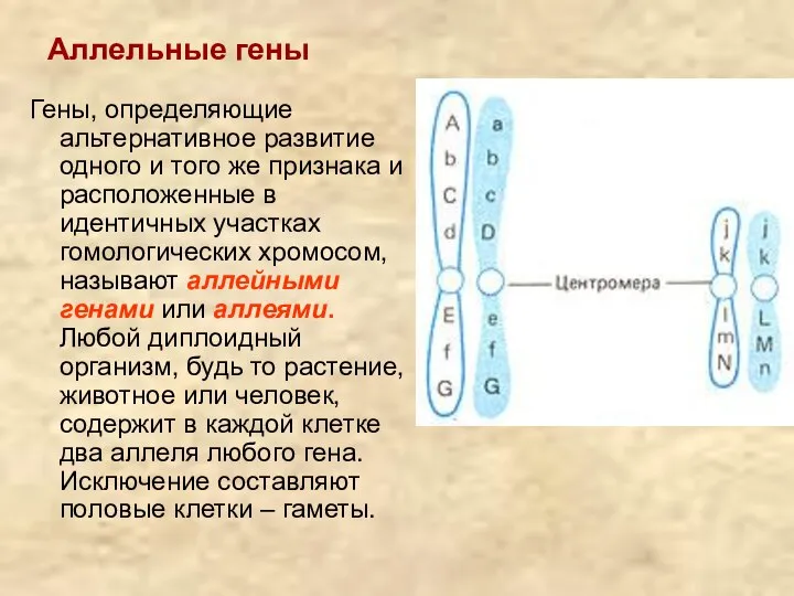 Аллельные гены Гены, определяющие альтернативное развитие одного и того же признака и