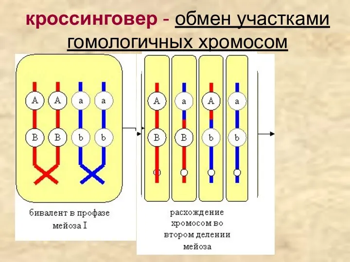 кроссинговер - обмен участками гомологичных хромосом
