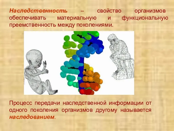 Наследственность – свойство организмов обеспечивать материальную и функциональную преемственность между поколениями. Процесс