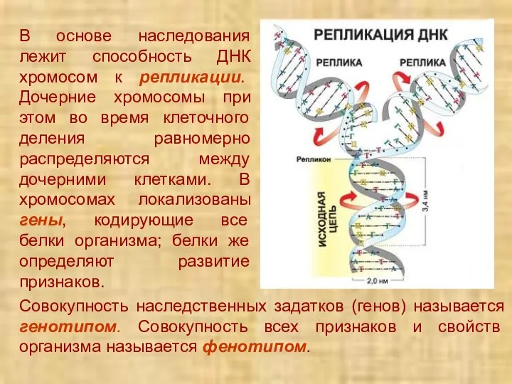 В основе наследования лежит способность ДНК хромосом к репликации. Дочерние хромосомы при