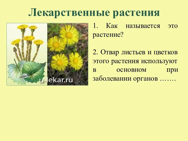 Лекарственные растения 1. Как называется это растение? 2. Отвар листьев и цветков