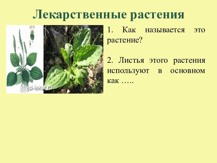Лекарственные растения 1. Как называется это растение? 2. Листья этого растения используют в основном как …..