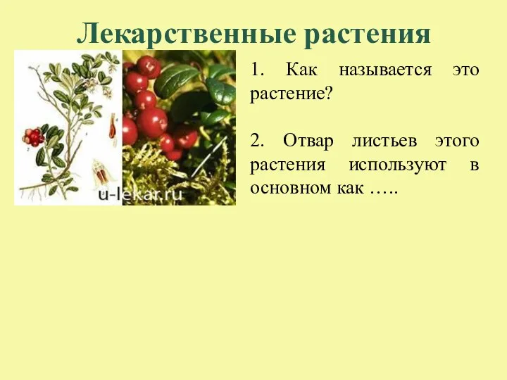 Лекарственные растения 1. Как называется это растение? 2. Отвар листьев этого растения