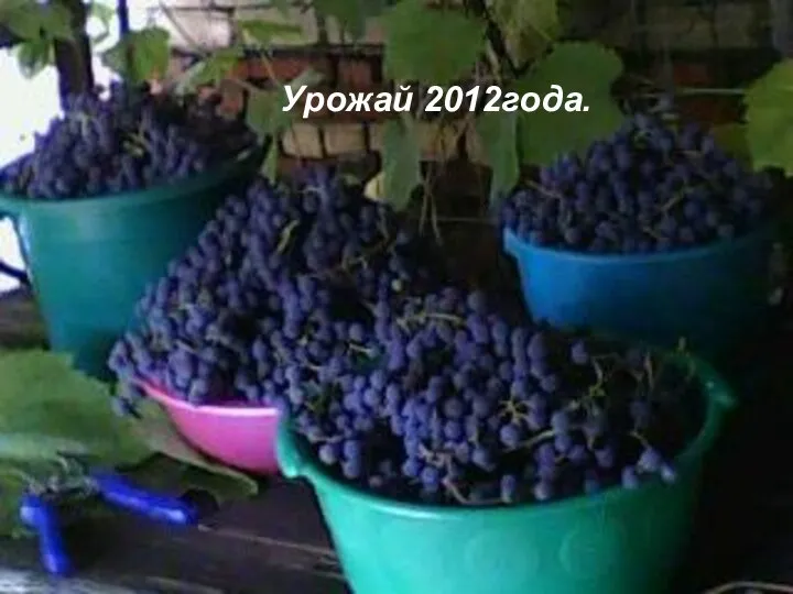 Урожай 2012года.