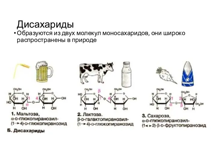 Дисахариды Образуются из двух молекул моносахаридов, они широко распространены в природе