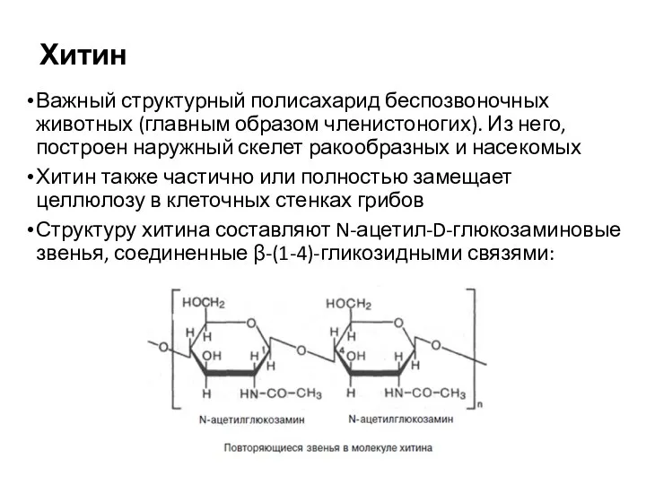 Хитин Важный структурный полисахарид беспозвоночных животных (главным образом членистоногих). Из него, построен