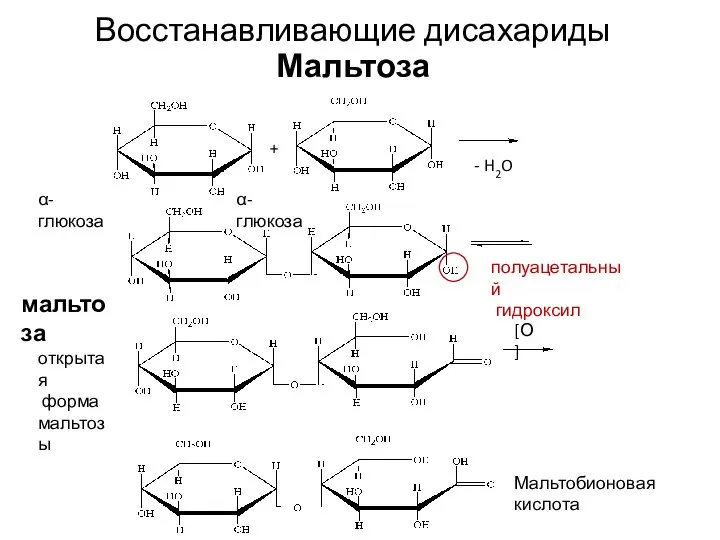 Восстанавливающие дисахариды Мальтоза α- глюкоза α- глюкоза полуацетальный гидроксил мальтоза открытая форма