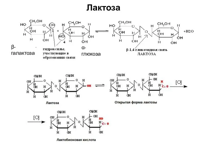 β-галактоза α-глюкоза Лактоза
