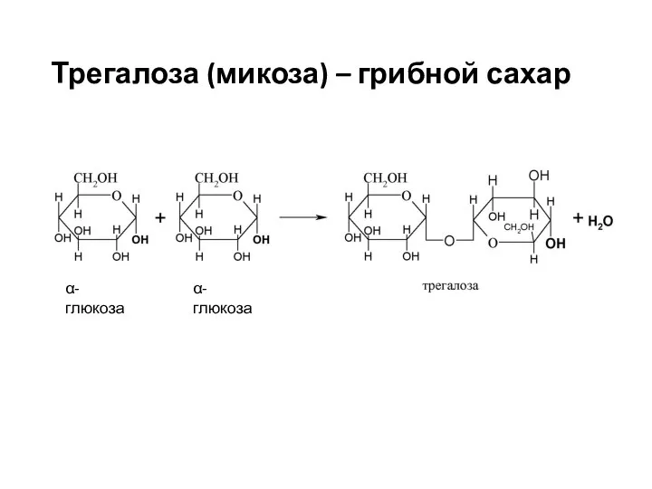 Трегалоза (микоза) – грибной сахар α- глюкоза α- глюкоза