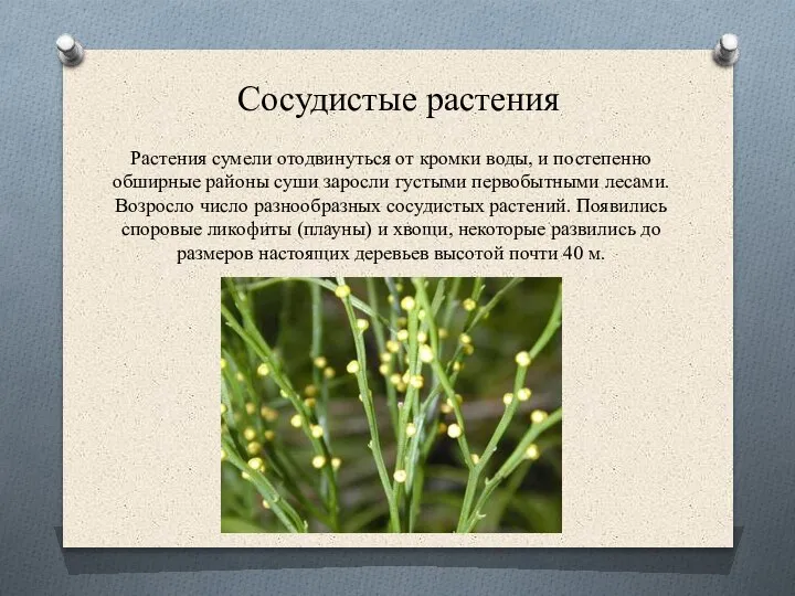 Сосудистые растения Растения сумели отодвинуться от кромки воды, и постепенно обширные районы