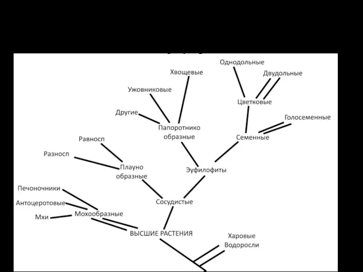 Высшие Растения Embryophyta