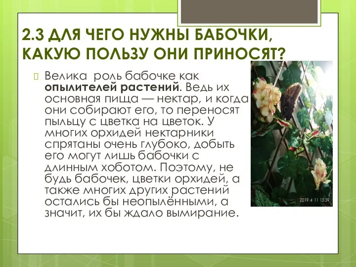 2.3 ДЛЯ ЧЕГО НУЖНЫ БАБОЧКИ, КАКУЮ ПОЛЬЗУ ОНИ ПРИНОСЯТ? Велика роль бабочке