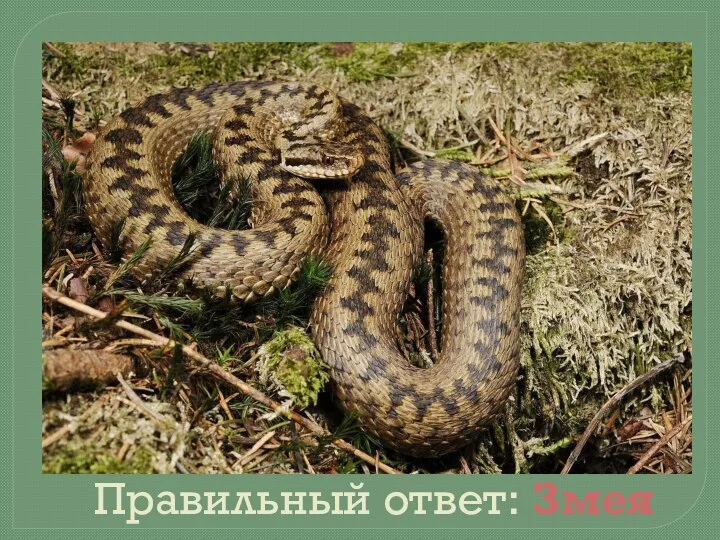 Правильный ответ: Змея