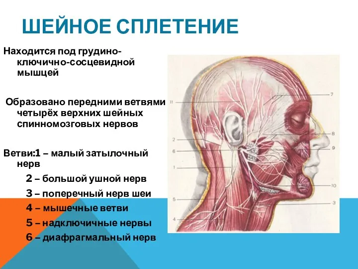 ШЕЙНОЕ СПЛЕТЕНИЕ Находится под грудино-ключично-сосцевидной мышцей Образовано передними ветвями четырёх верхних шейных