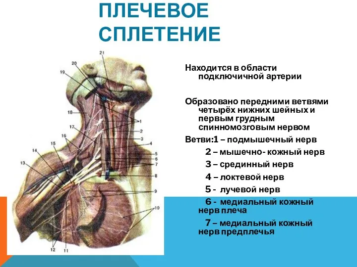 ПЛЕЧЕВОЕ СПЛЕТЕНИЕ Находится в области подключичной артерии Образовано передними ветвями четырёх нижних