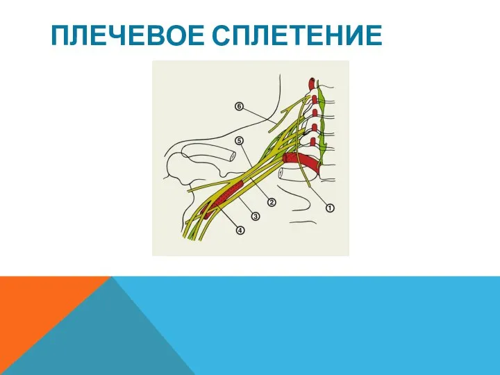 ПЛЕЧЕВОЕ СПЛЕТЕНИЕ