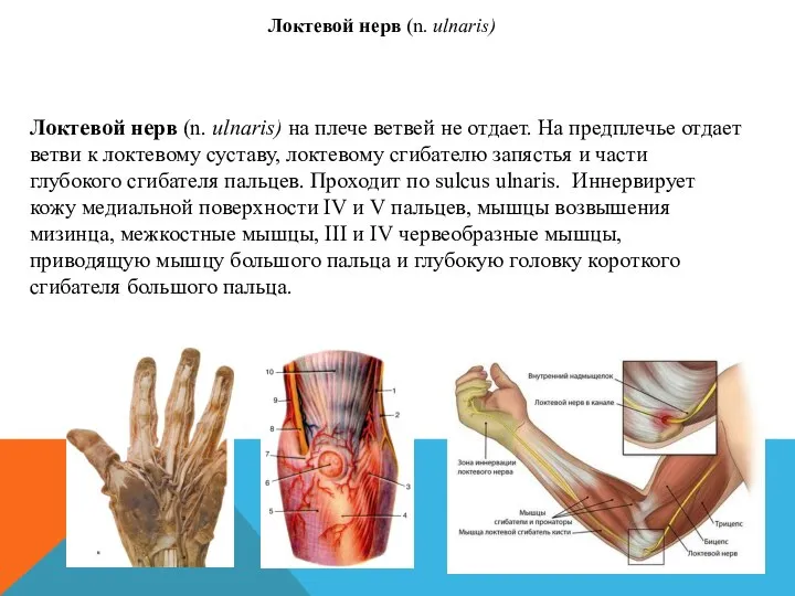 Локтевой нерв (n. ulnaris) на плече ветвей не отдает. На предплечье отдает