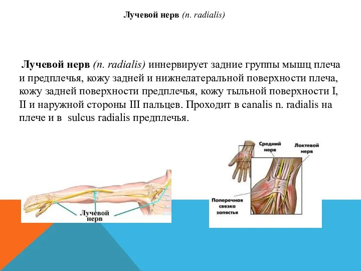 Лучевой нерв (n. radialis) иннервирует задние группы мышц плеча и предплечья, кожу