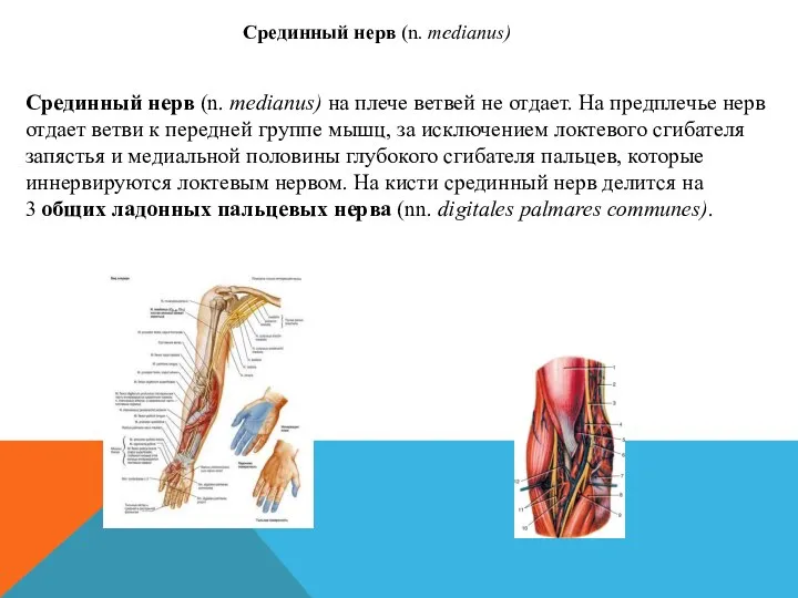 Срединный нерв (n. medianus) на плече ветвей не отдает. На предплечье нерв