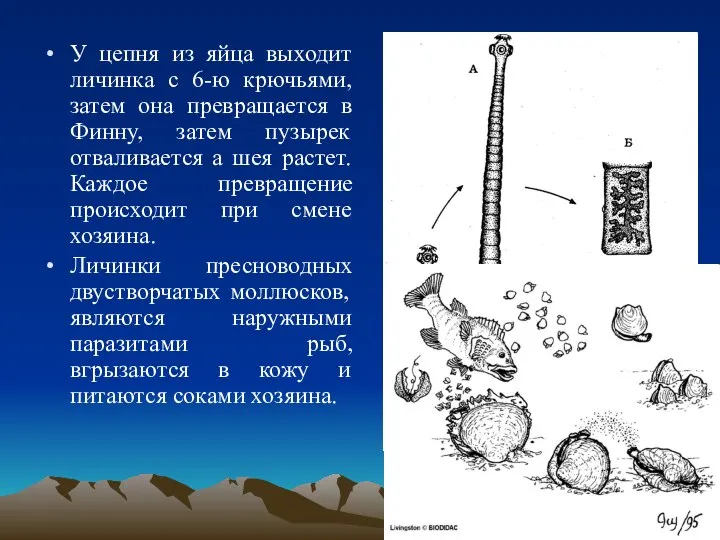 У цепня из яйца выходит личинка с 6-ю крючьями, затем она превращается