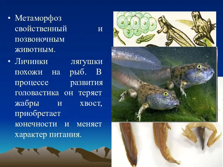 Метаморфоз свойственный и позвоночным животным. Личинки лягушки похожи на рыб. В процессе