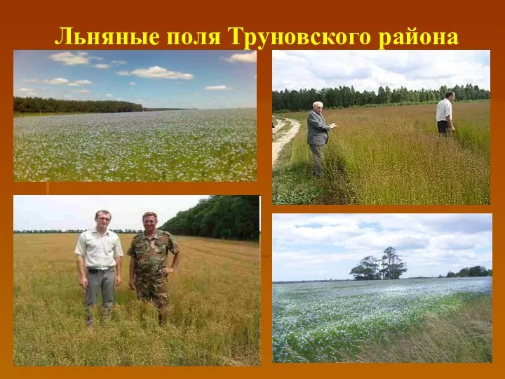 Льняные поля Труновского района
