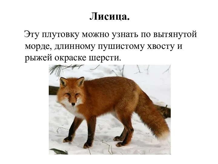 Лисица. Эту плутовку можно узнать по вытянутой морде, длинному пушистому хвосту и рыжей окраске шерсти.