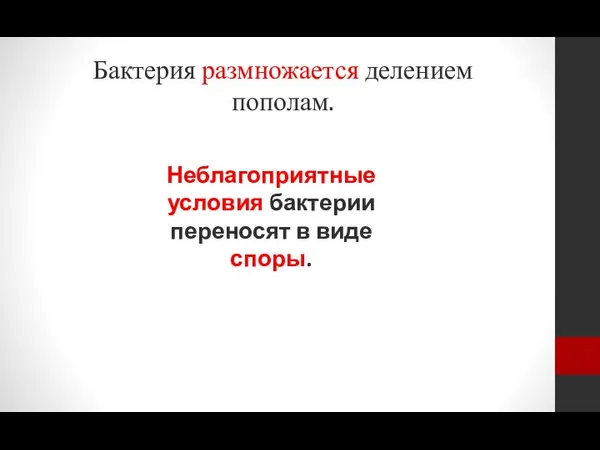 Бактерия размножается делением пополам. Неблагоприятные условия бактерии переносят в виде споры.