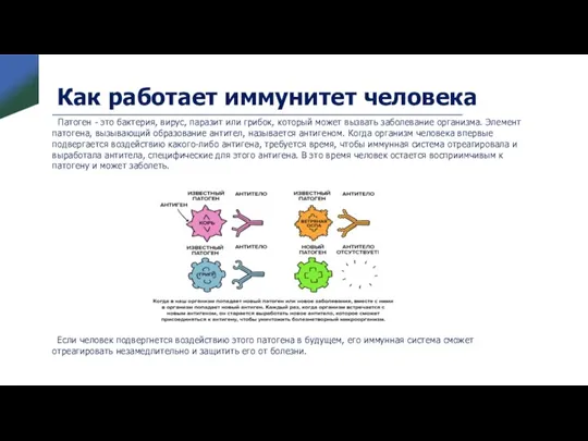 Как работает иммунитет человека Патоген - это бактерия, вирус, паразит или грибок,