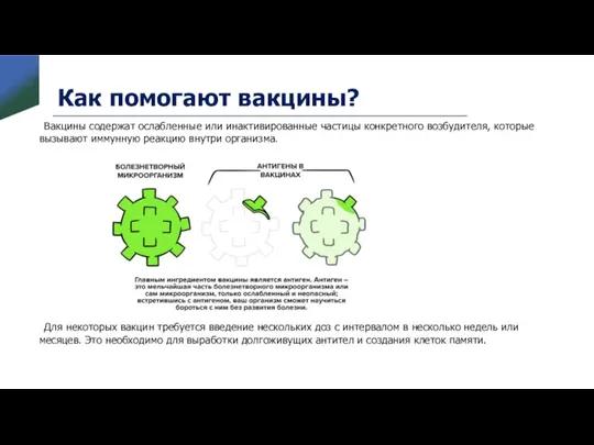 Как помогают вакцины? Вакцины содержат ослабленные или инактивированные частицы конкретного возбудителя, которые